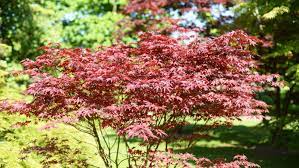 Planting a young japanese maple tree. Everything You Need To Know About Bloodgood Japanese Maple Trees This Old House