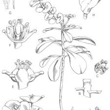 Image result for Euphorbia depauperata