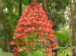 Image result for Clerodendrum pleiosciadium