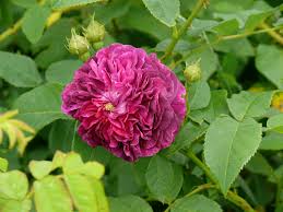 Image result for Grona setigera