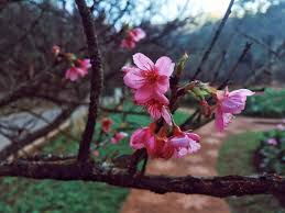 What are you waiting for? Mat Travel On Twitter Hatyai Chiang Mai Bangkok Chiang Mai Ini Thread Pendek Hatyai Chiangmai Bangkok Thailand