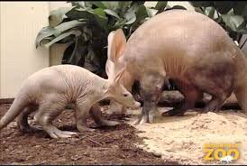 Could Anteaters Or Armadillos Control Fire Ants? – Ant Pests