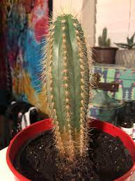 What is the plural form of cactus? What S Wrong With My Cactus It S Not Soft Or Mushy At The Bottom Like Root Rot Would Be But Quite Hard And Waxy When I Ve Pressed It So I Can T Tell If