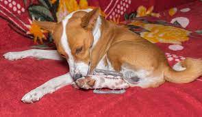 Is It Good For Dogs To Lick Their Wounds
