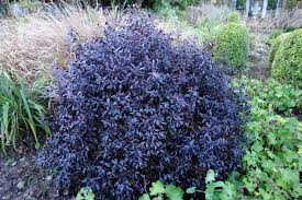 Image result for Pittosporum tenuifolium