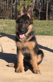 Find german shepherd in dogs & puppies for rehoming | find dogs and puppies locally for sale or adoption in canada : Sunny X Oscar X Litter