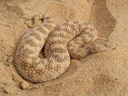 Sahara Sand Viper Had They Not Been Designed To Injected Fatal Venom Into Most Anything They Come Across I Reptiles Pet Reptiles Reptiles And Amphibians