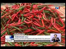 Dulu cili ketot2 pun harga berbelas ringgit. Tanaman Cili Mampu Peroleh Pendapatan Sehingga Rm20 Ribu Semusim 26 Sept 2017 Youtube
