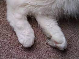 How Can You Tell If A Kitten Will Have Long Or Short Hair Pets Stack Exchange