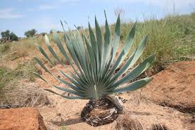 Image result for Boophone