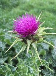 We did not find results for: Noxious Weeds To Watch For In June Noxious Weeds Blog