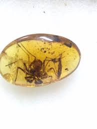 Primer and bond in the same bottle; Un Ambar Bild Von Amber World Museum Santo Domingo Tripadvisor
