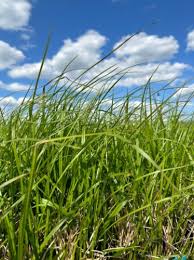 Image result for Schoenoplectus sp.no.1