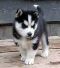 HUSKY Health Program | HUSKY Health Members | Find a Doctor