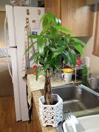 Money Tree Pachira Aquatica This Is Pachira Aquatica As A House Plant It Needs Plenty Of Water Don T Let It Sit Organic Fertilizer Money Trees Houseplants
