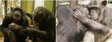 Chimpanzee Kanako Springerlink