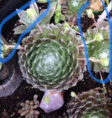 However, even novice chicken keepers will as a quick note, you should be aware that the first eggs produced by young hens are typically not what you might expect. Sempervivum Arachnoideum Cobweb Hens And Chicks Care Guide Succulent Plant Care