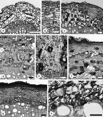 Image result for Grewia hornbyi