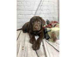 Maybe you would like to learn more about one of these? Labrador Retriever Puppies Petland Mason Oh