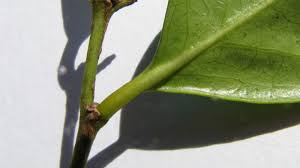 Image result for Chaetocarpus