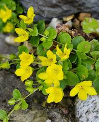 Image result for Lysimachia djalonis