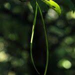 Image result for Malouetia bequaertiana