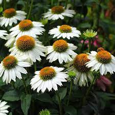 Maybe you would like to learn more about one of these? Echinacea Purpurea Pow Wow White