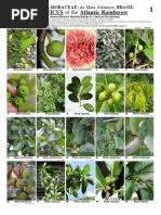 Image result for Eriocaulon angustibracteatum