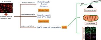 Image result for Faroa involucrata