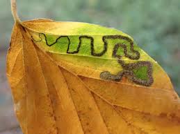 Image result for Stigmella tityrella