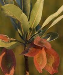 Image result for Terminalia sericea