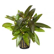 Image result for Murdannia stricta