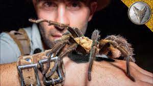 Camel spiders are actually solpugids, not true spiders and related to scorpions. Will It Bite Holding Huge Spider Youtube