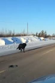 Woman Driving Films Two Wolves Running Alongside Her Car On Highway Video Unusual Dog Breeds Animals Beautiful Animals Wild