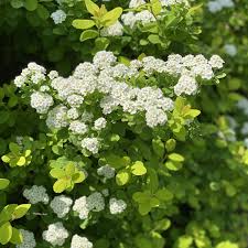 Image result for Spiraea