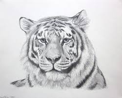 I quickly show how to draw a tiger at the beginning of the video and then the rest is about adding detail and shading to get the pencil drawing to look as re. Tiger Drawing Google Search Zeichnungen Tiere Elefant Zeichnung Zeichnung Ideen Bleistift