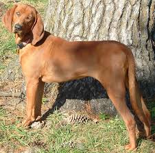 Maybe you would like to learn more about one of these? Redbone Coonhound Info Temperament Training Puppies Pictures