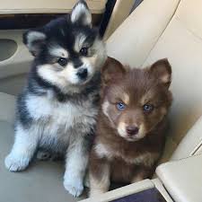 Black And White Spotted Dog With Blue Eyes Blue Eyes Cute Animals Pomsky Puppies Cute Dogs