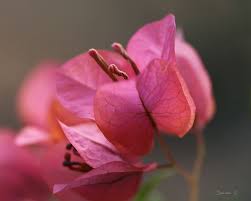 New Day Flower Pictures New Day Bougainvillea Care
