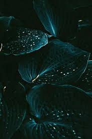 Pin By L K On Chalk Pastels Flowers Black Background Plant Photography Partial Shade Plants