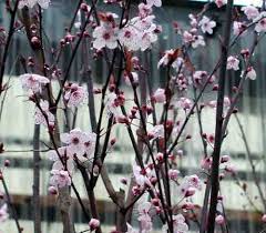 Japanese apricot chinese plum seeds 5+, prunus mume, tree seeds mume winter sweet flower tree bonsais for home garden planting. Prunus Flowering Cherry Plum And Apricot At Portland Nursery And Garden Center