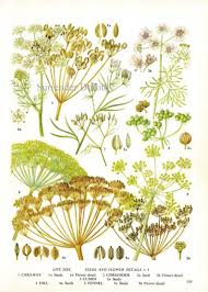 Dill Cumin Fennel Coriander Spice Herb Chart Plant Flowers