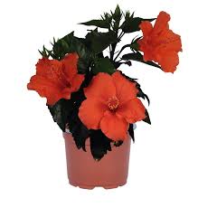 Image result for Impatiens gomphophylla