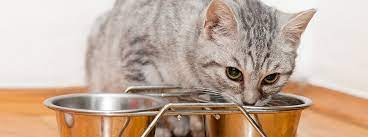 What To Feed A Kitten Best Food For Kittens Purina