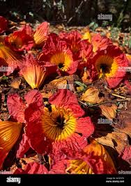 Image result for Fernandoa magnifica