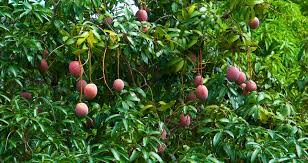 The mango fruit is a large, fleshy drupe, containing an edible mesocarp of varying thickness. Ist Der Mangobaum Winterhart So Uberlebt Er Die Kalte