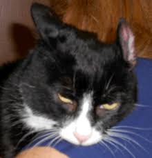 A fighter.for all you that are gonna post this site might help you. Aural Hematoma Mar Vista Animal Medical Center