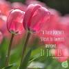 25 sensational quotes of tulips. Https Encrypted Tbn0 Gstatic Com Images Q Tbn And9gcs9sde42p1m9gdsrhowbmbahyvwb46y01vpi Fvslrm5nc9jaeq Usqp Cau