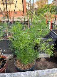 Image result for Asparagus laricinus