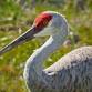 Sandhill Crane Field Trip event image